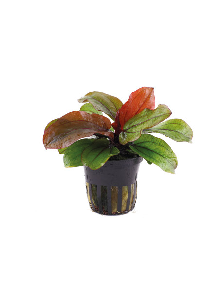 Echinodorus 'Reni' en maceta