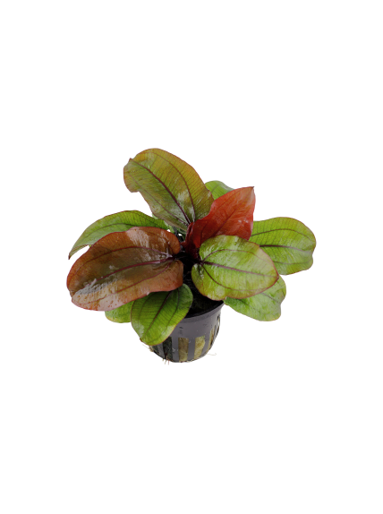 Echinodorus 'Reni' en maceta 2