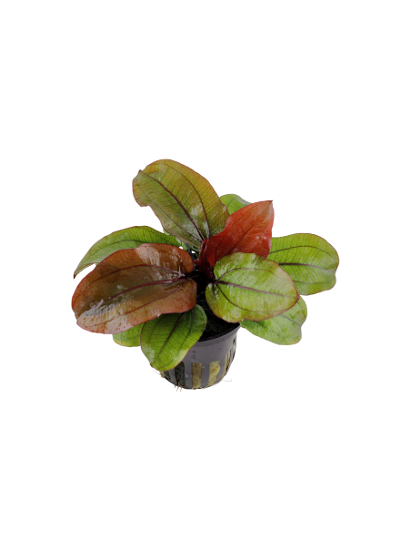 Echinodorus 'Reni' en maceta