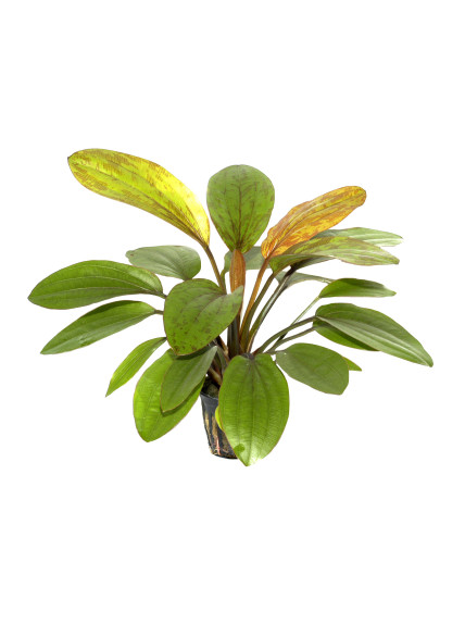 Echinodorus 'Rosé' en maceta 2