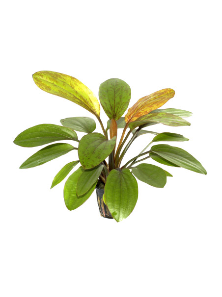 Echinodorus 'Rosé' en maceta