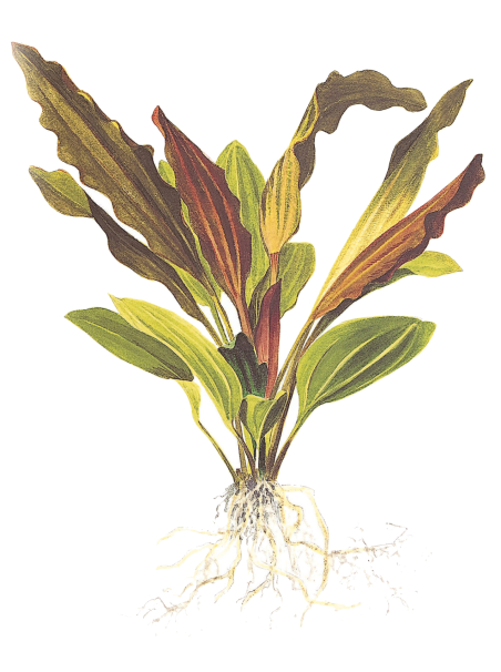 Echinodorus 'Rosé' en maceta