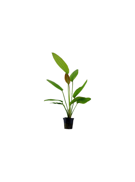 Echinodorus 'Rosé' en maceta