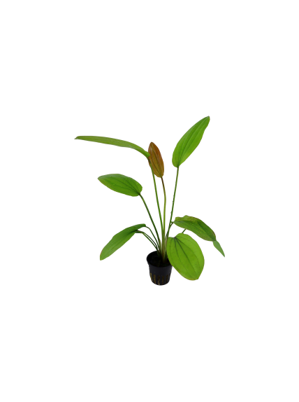 Echinodorus 'Rosé' en maceta