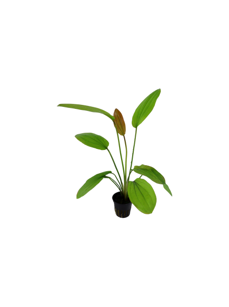 Echinodorus 'Rosé' en maceta