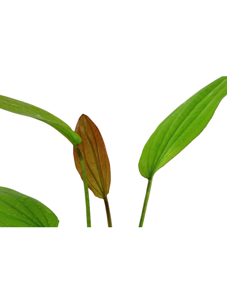 Echinodorus 'Rosé' en maceta