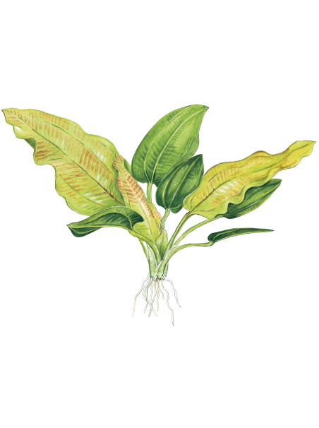 Echinodorus cordifolius 'Fluitans' en maceta