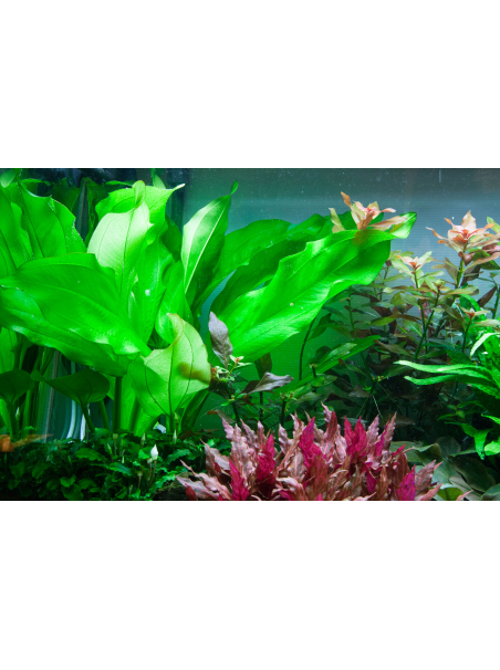 Echinodorus cordifolius 'Fluitans' en maceta