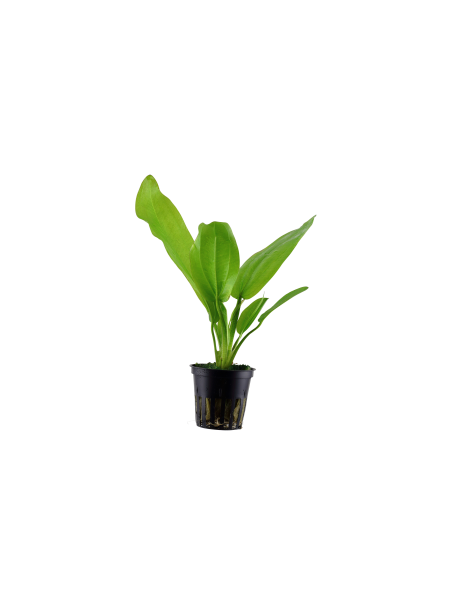 Echinodorus cordifolius 'Fluitans' en maceta