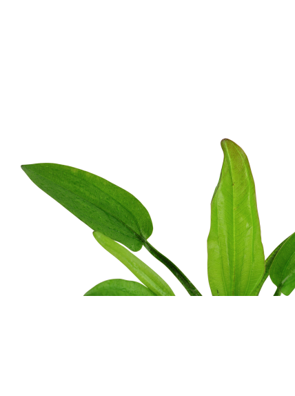 Echinodorus cordifolius 'Fluitans' en maceta 2