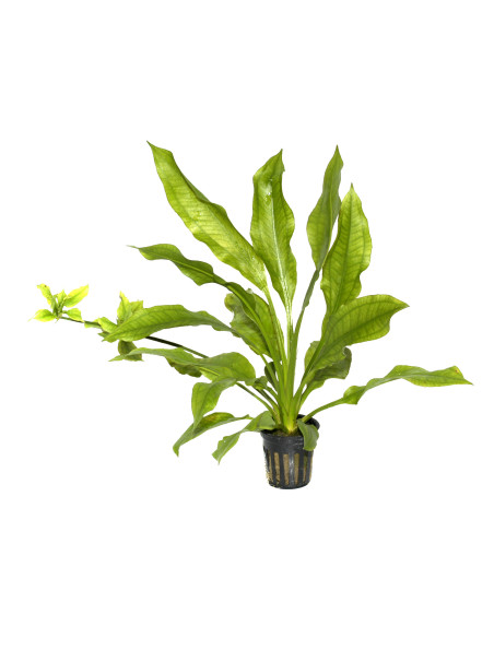 Echinodorus grisebachii 'Bleherae' en maceta