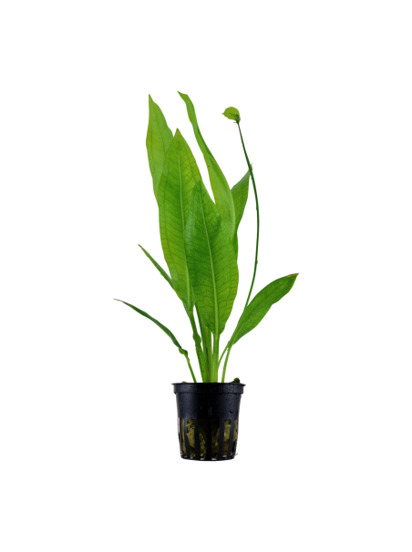 Echinodorus grisebachii 'Bleherae' en maceta