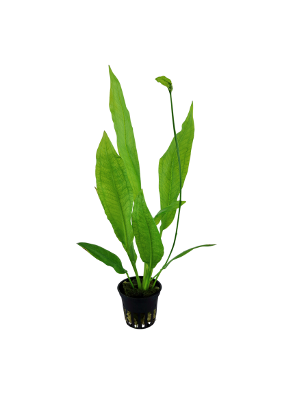 Echinodorus grisebachii 'Bleherae' en maceta