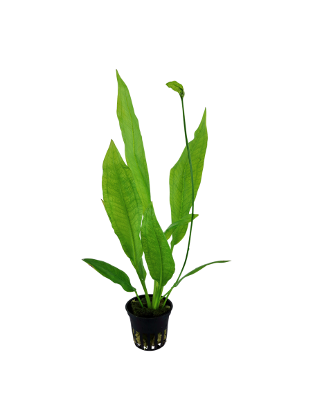 Echinodorus grisebachii 'Bleherae' en maceta