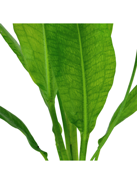 Echinodorus grisebachii 'Bleherae' en maceta