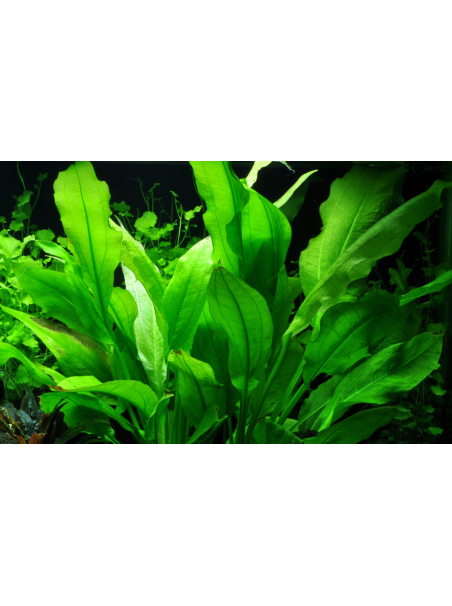 Echinodorus grisebachii 'Bleherae' en maceta