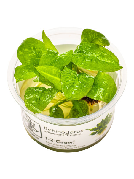 Echinodorus grisebachii 'Tropica' 1-2-Grow!