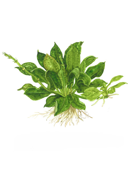 Echinodorus grisebachii 'Tropica' 1-2-Grow!