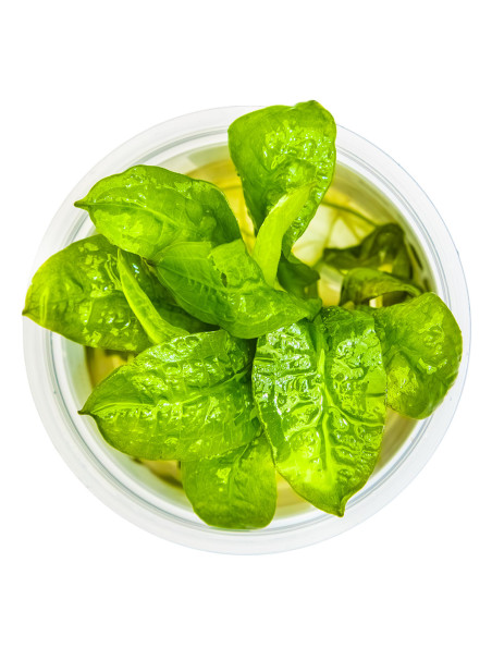 Echinodorus grisebachii 'Tropica' 1-2-Grow!