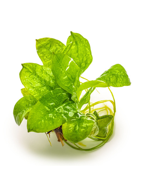 Echinodorus grisebachii 'Tropica' 1-2-Grow!