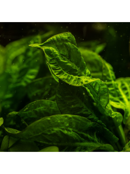 Echinodorus grisebachii 'Tropica' 1-2-Grow!