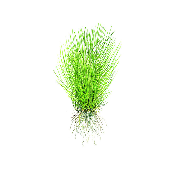 Eleocharis acicularis 1-2Grow!