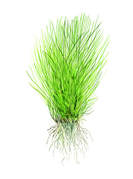 Eleocharis acicularis 1-2Grow!