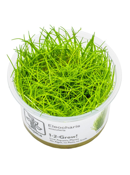 Eleocharis acicularis 1-2Grow!