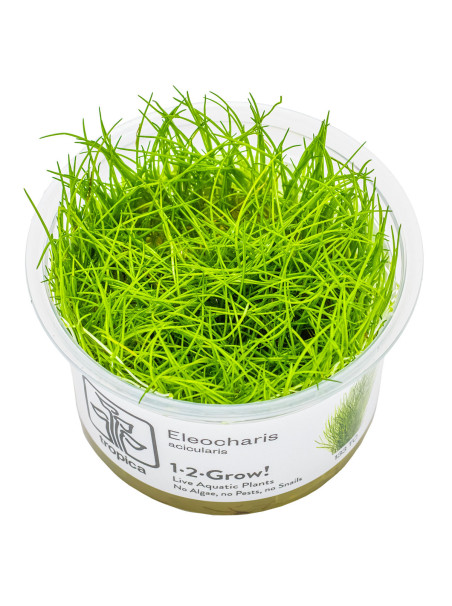 Eleocharis acicularis 1-2Grow!