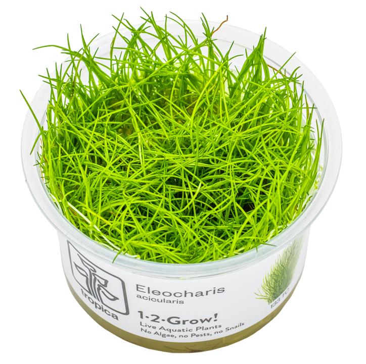 Eleocharis acicularis 1-2Grow!