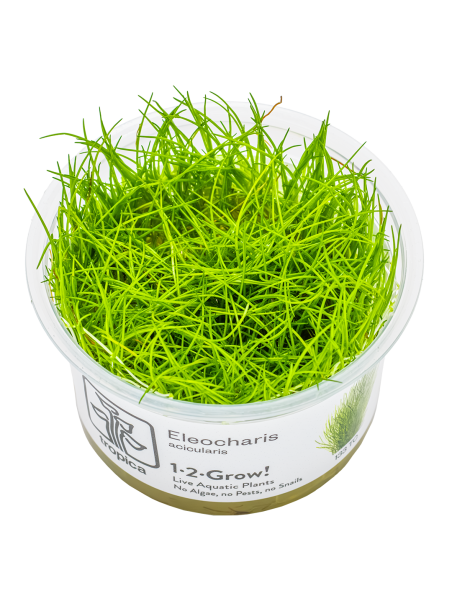 Eleocharis acicularis 1-2Grow!