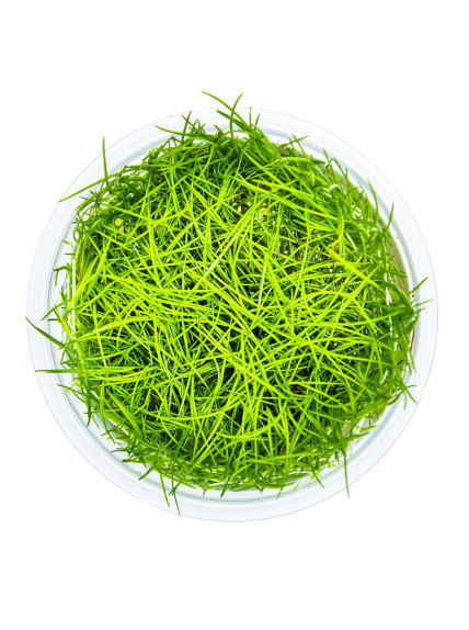 Eleocharis acicularis 1-2Grow! 2