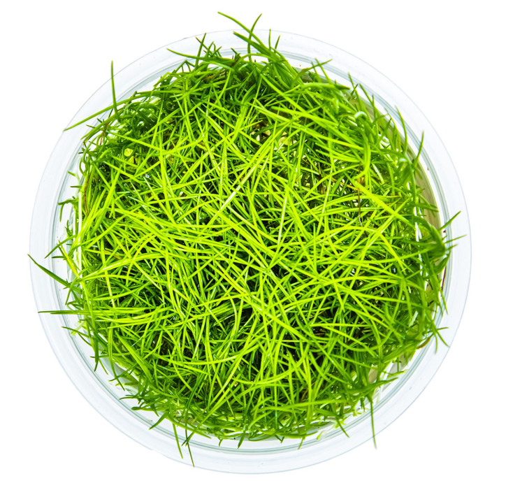 Eleocharis acicularis 1-2Grow!