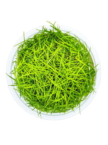 Eleocharis acicularis 1-2Grow!