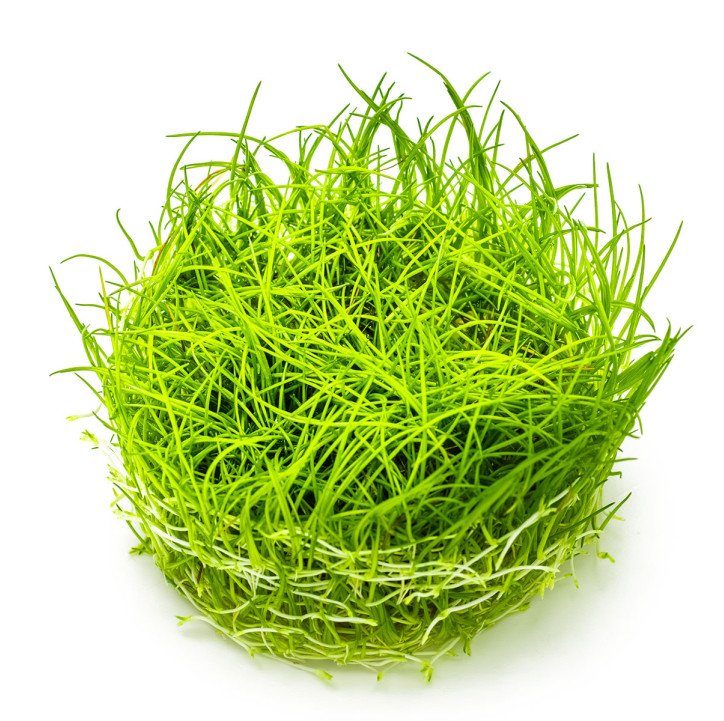 Eleocharis acicularis 1-2Grow!