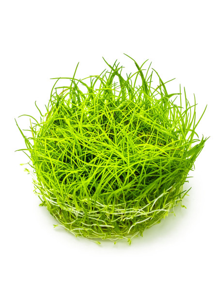 Eleocharis acicularis 1-2Grow!