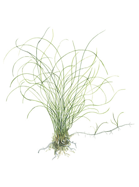 Eleocharis parvula en maceta