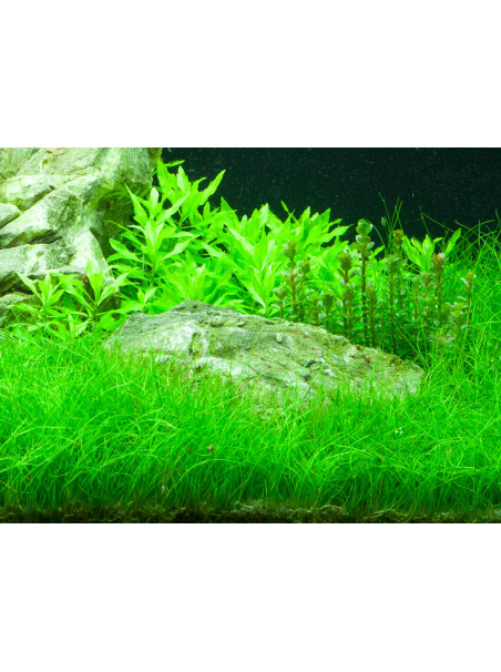 Eleocharis parvula en maceta