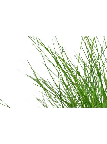 Eleocharis parvula en maceta