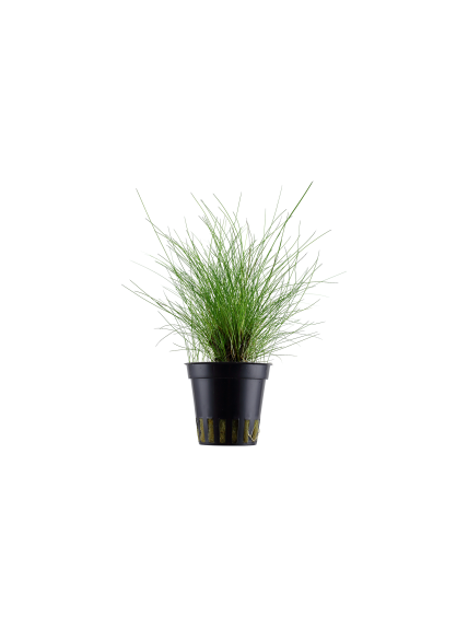 Eleocharis parvula en maceta