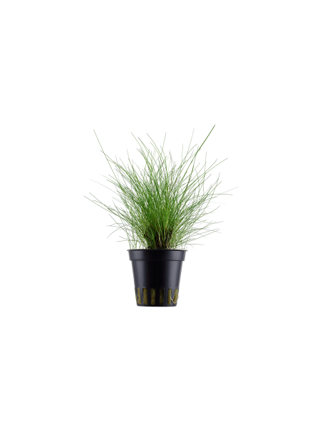 Eleocharis parvula en maceta