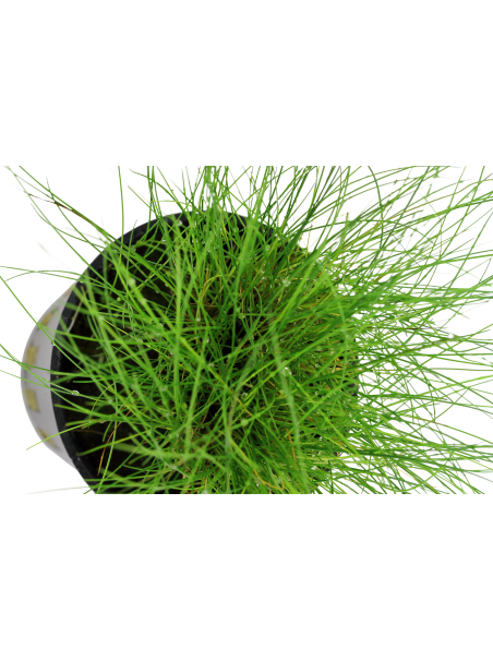 Eleocharis parvula en maceta