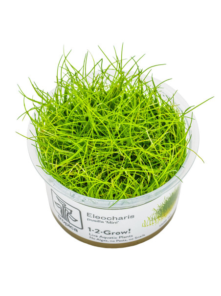 Eleocharis pusilla 1-2-Grow! (Antigua Eleocharis acicularis 'Mini')