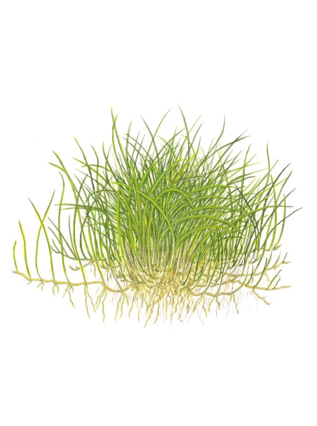 Eleocharis pusilla 1-2-Grow! (Antigua Eleocharis acicularis 'Mini')