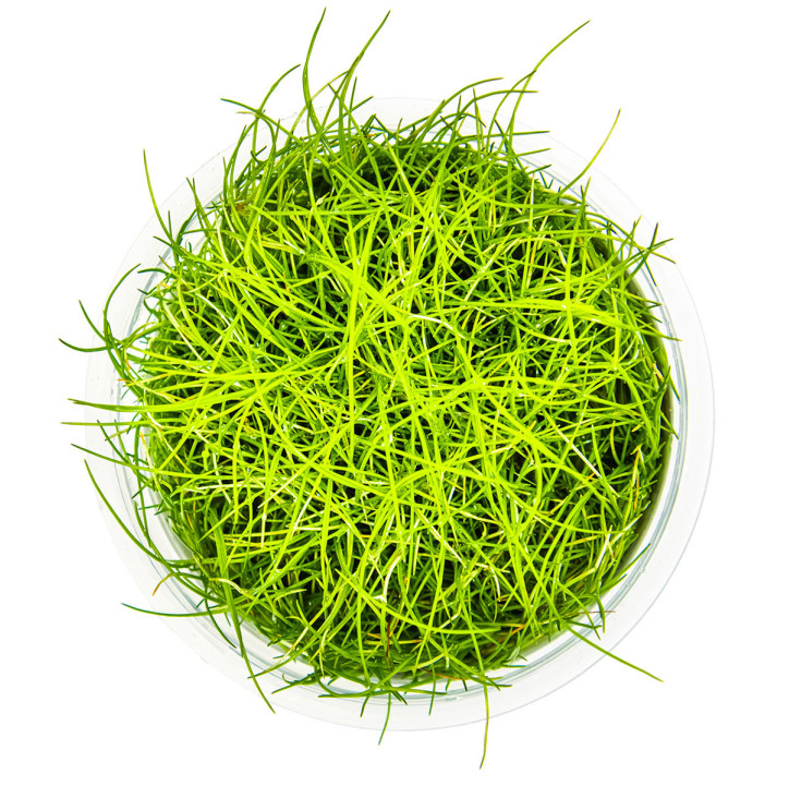 Eleocharis pusilla 1-2-Grow! (Antigua Eleocharis acicularis 'Mini')