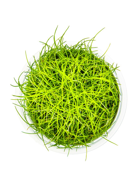 Eleocharis pusilla 1-2-Grow! (Antigua Eleocharis acicularis 'Mini')