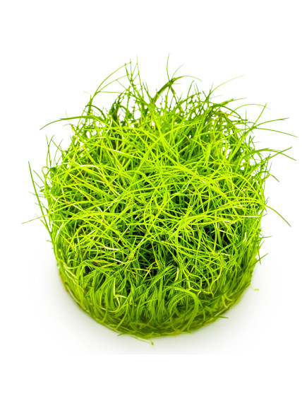 Eleocharis pusilla 1-2-Grow! (Antigua Eleocharis acicularis 'Mini') 2