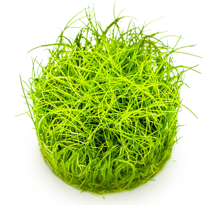 Eleocharis pusilla 1-2-Grow! (Antigua Eleocharis acicularis 'Mini')