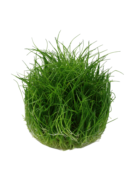 Eleocharis pusilla 1-2-Grow! (Antigua Eleocharis acicularis 'Mini')