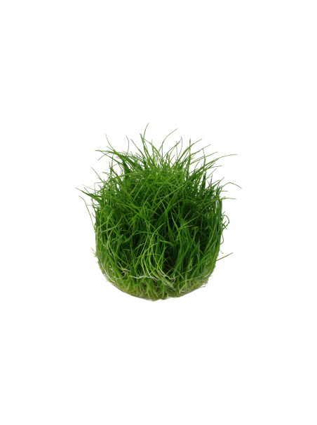 Eleocharis pusilla 1-2-Grow! (Antigua Eleocharis acicularis 'Mini')